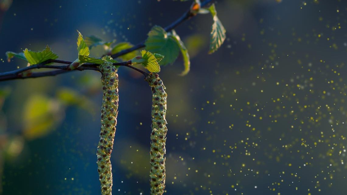 Pollen fliegen durch die Luft. Die Zeit für Pollenallergiker naht.