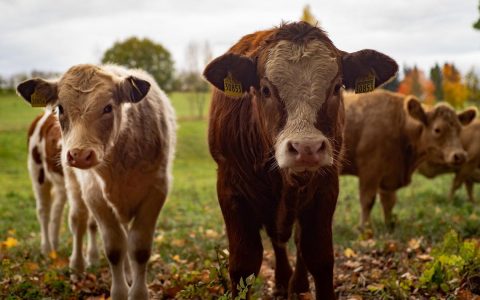 Schwälbchen: Kühe auf der Weide