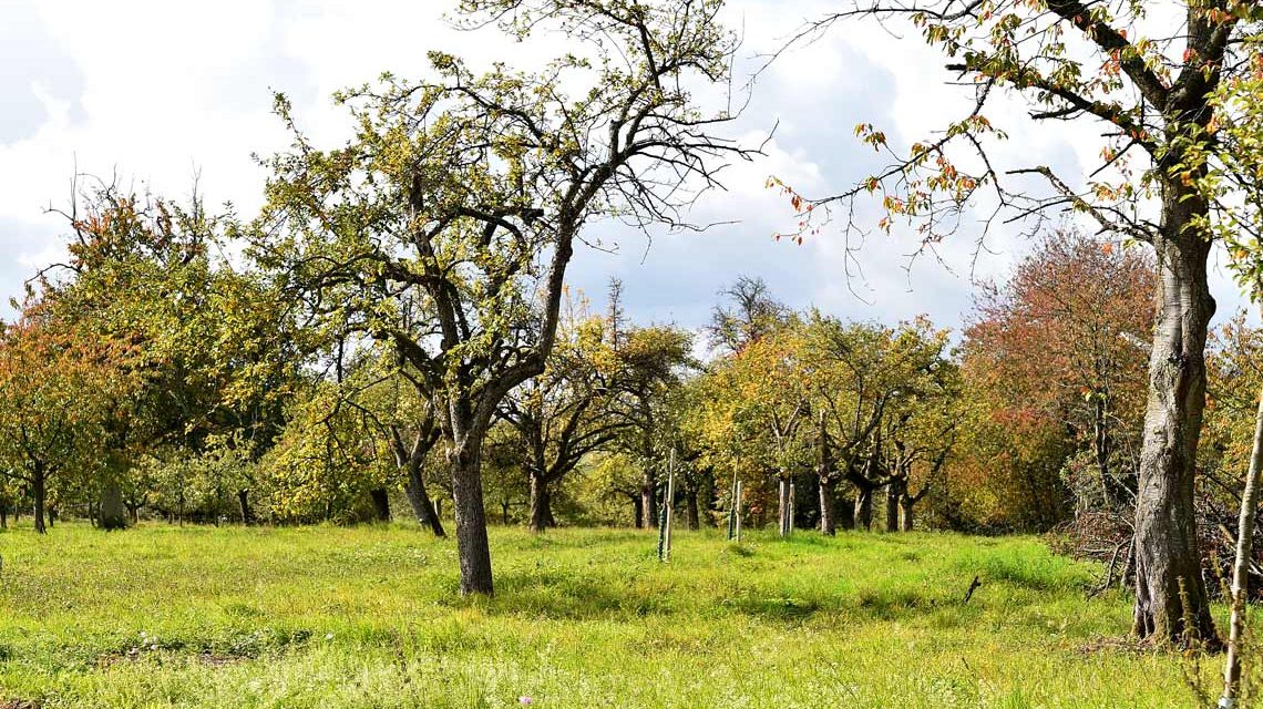 Die Streuobstwiesen in Hessloch