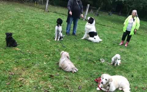 Dritte Malteser Hundestaffel