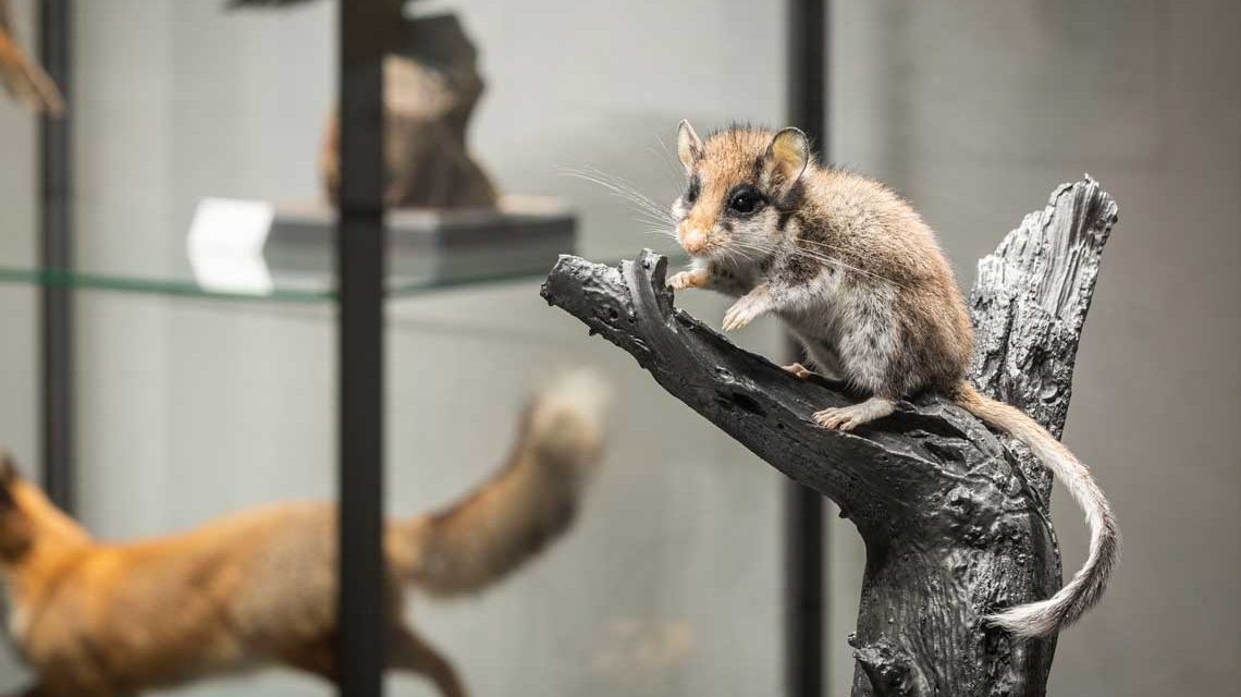 Deutschlands Panda Der Gartenschläfer Studienausstellung Museum Wiesbaden/Bernd Fickert 2021