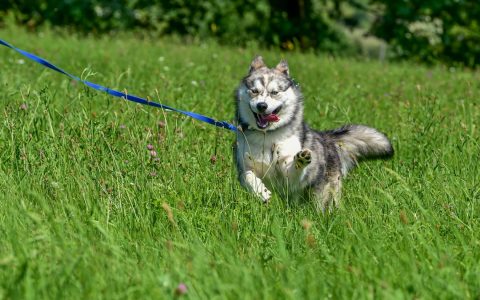Hund und Hundesteuer