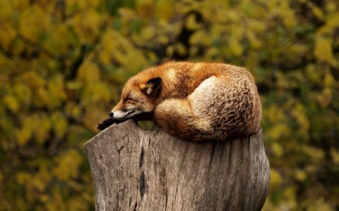 Fuchs in der Fasanerie