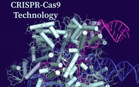 Cas9 in complex with sgRNA and target DNA.