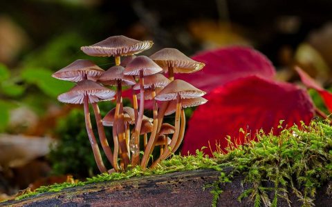 Pilz Angebote