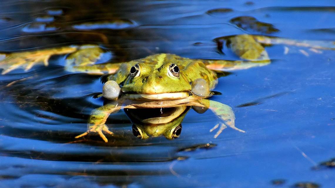 Frosch in der Fasanerie