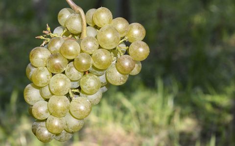 Slow Food in Weinanbau, Rebsorten neue alte Trauben