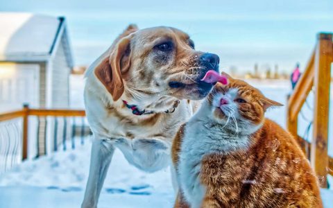 Hund und Katze müssen nicht kämpfen,