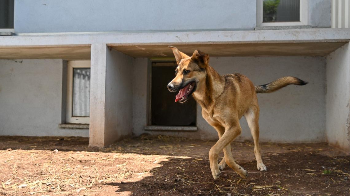 Hund steuerfrei aus dem Tierheim (vom Tierschutzverein)