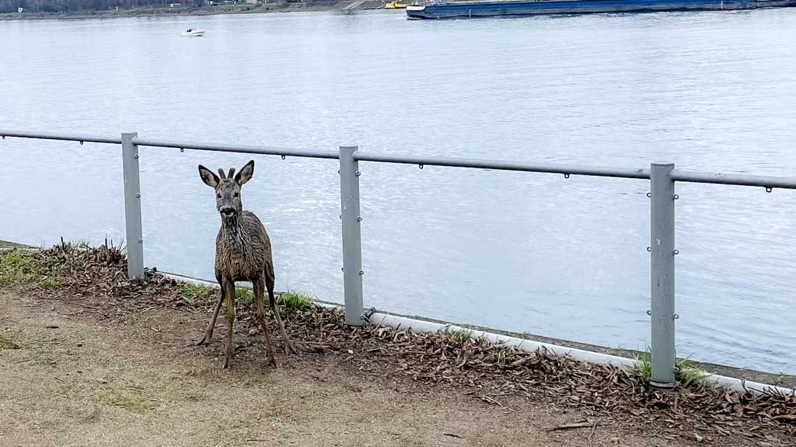 Aufgescheuchte Rehe überqueren den Rhein