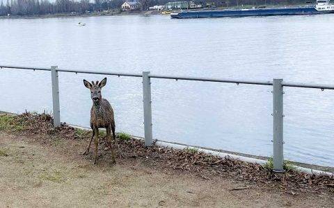 Aufgescheuchte Rehe überqueren den Rhein