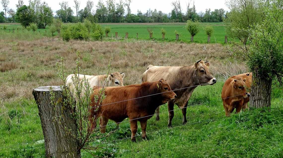 Bewegung von Grünflächen