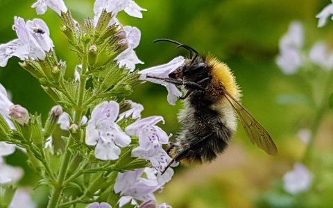 Hummeln und Bienen