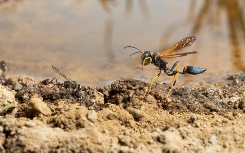 Insekten auf Lehmböden