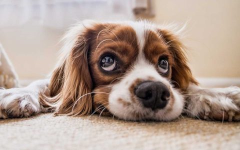 white and brown Cavalier King Charles Spaniel