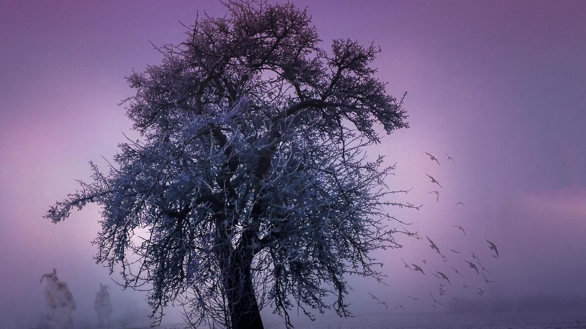 Raunächte, ein Baum im dunkeln auf seiner Lichtung im Nebel.