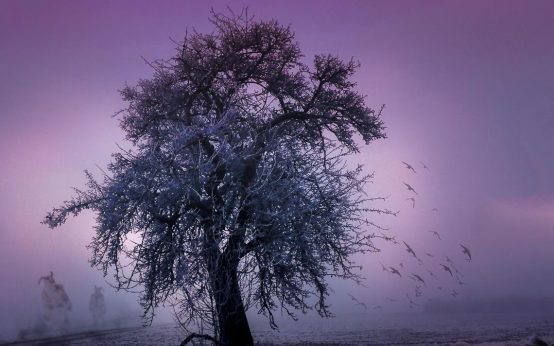 Raunächte, ein Baum im dunkeln auf seiner Lichtung im Nebel.