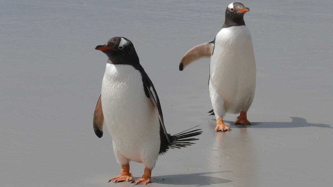 Fortbewegen wie Pinguine, Glatteis