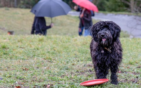 Hund auf Wiese, Nasser Terrier.