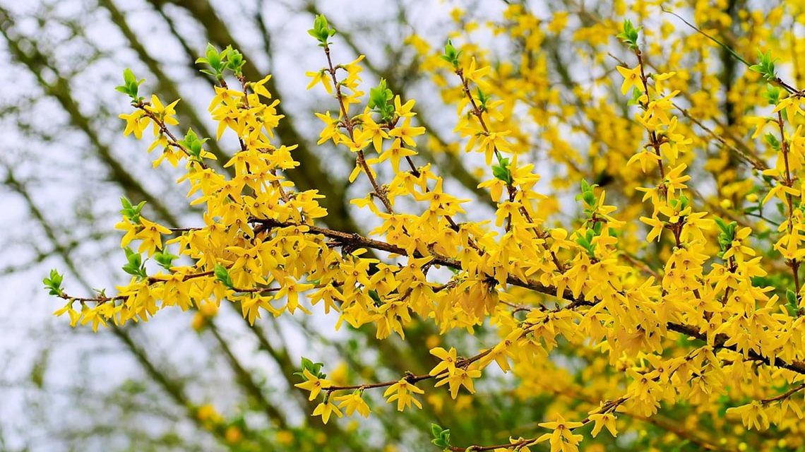 Februar mit Februar bricht Temperaturrekord, Forsythienblüte
