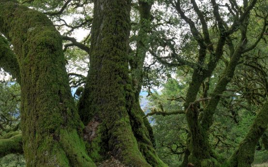 Tag des Baumes, Alte Bäume leisten einen wichtigen Beitrag zum Gesamtökosystem Wald. Sie sind Lebensraum für viele Arten, beeinflussen den Wasserhaushalt des Bodens sowie die Nährstoffkreisläufe, die Luft und das Mikroklima. Quelle: Shutterstock (bitte bei Verwendung angeben)