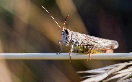 Woche der biologischen Vielfalt. Was ist Biodiversität.