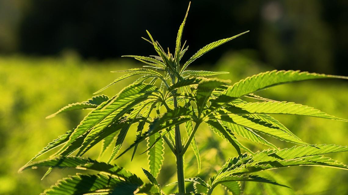 Cannabis Pflanze