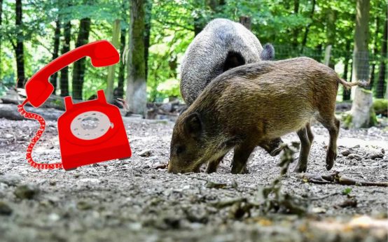 Afrikanische Schweinepest: Infotelefon geschaltet^