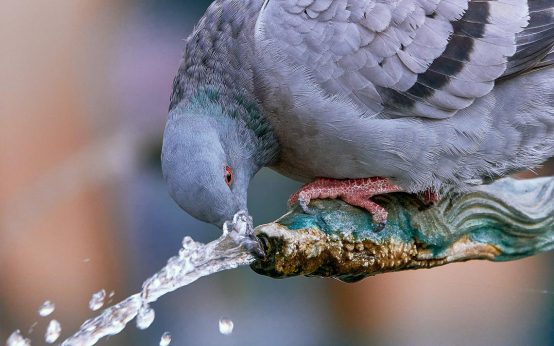 Taube trinkt Wasser am Brunnen.