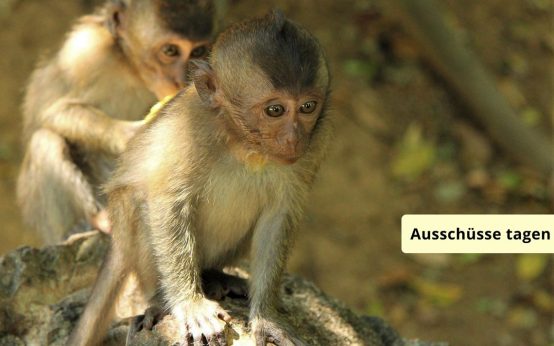 Ausschüsse tagen, Thema unter anderem Mpox