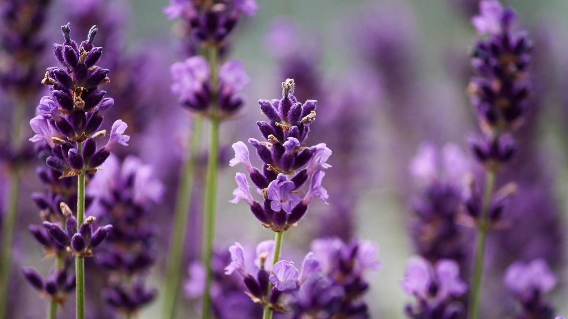 Lavendel Pflanze