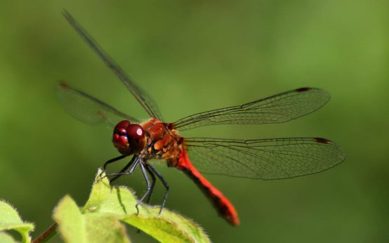 Artenschutz: Libelle auf Erkundungstour.