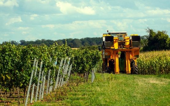 Weinernte, Weinlese