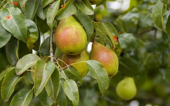 Birnen kurz vor der Ernte am Baum hängend. Leckweje!