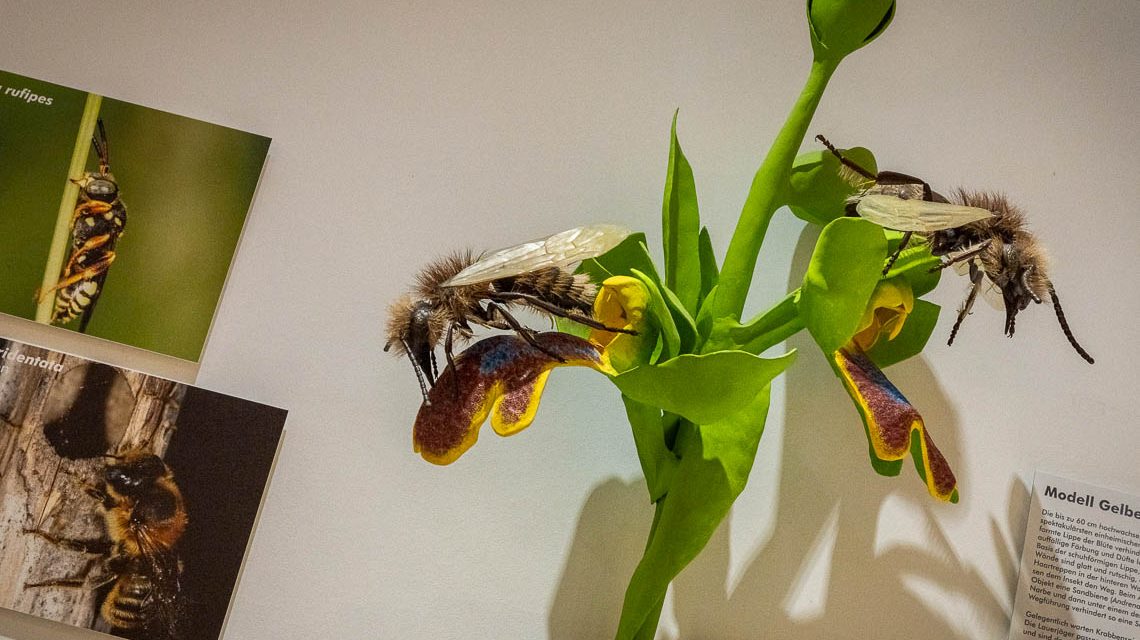 Die Biene als Naturphänomen und die Biene in der Kunst.