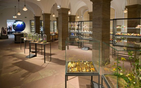 Blick in Naturhistorische Ausstellung im Museum Wiesbaden.