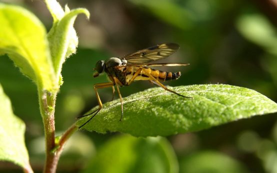 Stechmücke in der Natur.