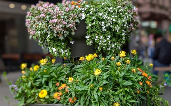Farbige Akzente für die Innenstadt: Stadt installiert Blumenkugeln