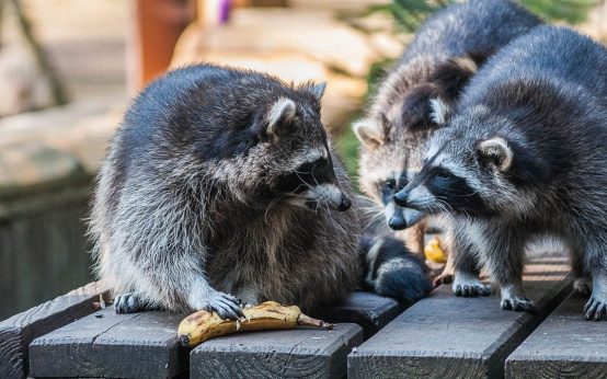 Wilde Tiere in der Stadt: Waschbär im Garten
