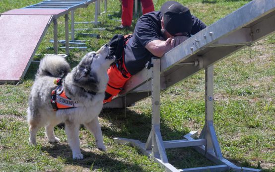 BRH Rettungshunde Rhein-Main e.V. : Rettungshund hat die vermisste Person gefunden und zeigt dieses an.